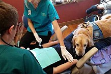 Le job de ce chien: calmer les enfants chez le dentiste